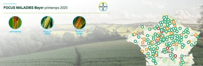 Cartographies septoriose et rouilles, suivez leur évolution pour préserver les rendements en blé