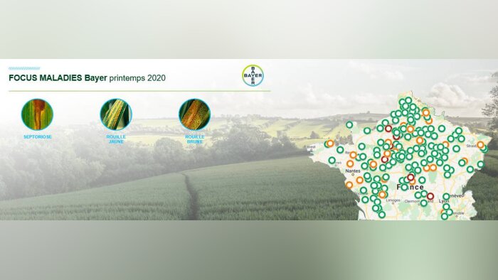 Cartographies septoriose et rouilles, suivez leur évolution pour préserver les rendements en blé