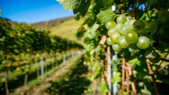 Le marché des biostimulants est tiré vers le haut grâce à l’essor de leur utilisation en viticulture - © prod by frames de Getty Images