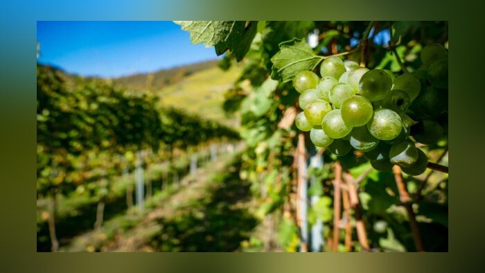 Le marché des biostimulants est tiré vers le haut grâce à l’essor de leur utilisation en viticulture - © prod by frames de Getty Images