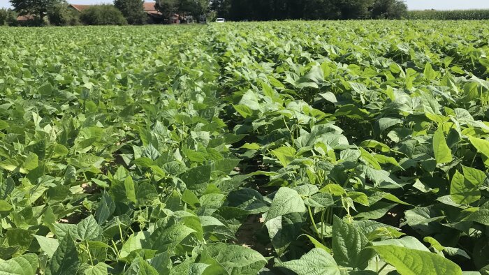 Fabacéé, un deuxième appel à projets pour soutenir les agriculteurs dans la transition énergétique