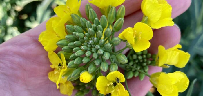 Lancé en 2023, l’hybride de colza Exavance “piège à méligèthes“ devient la référence en précocité de floraison
