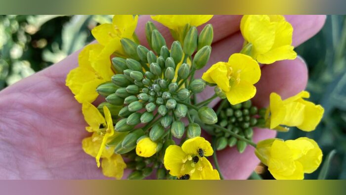 Lancé en 2023, l’hybride de colza Exavance “piège à méligèthes“ devient la référence en précocité de floraison
