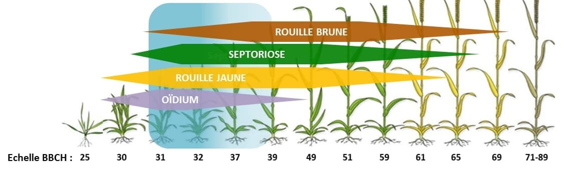Pour bien débuter la protection fongicide des céréales, pensez PERF’WIN - © D.R.