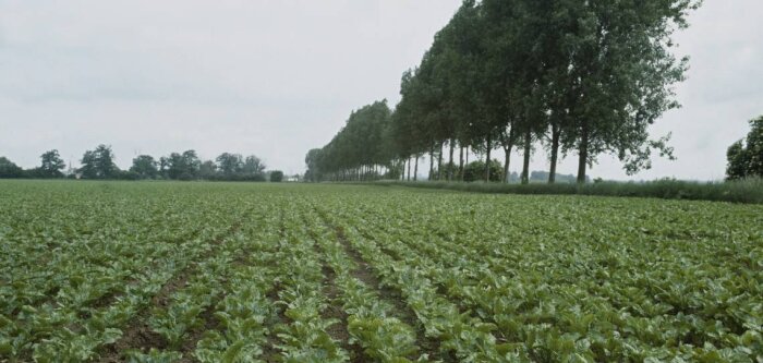 Les betteraviers appelés à réduire leur usage d’engrais azotés pour répondre à l’enjeu climat