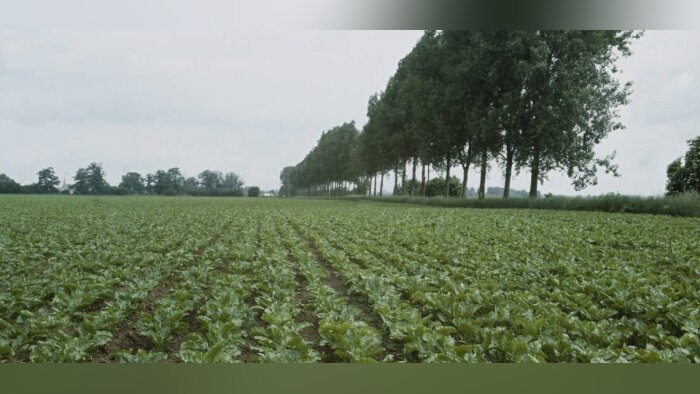 Les betteraviers appelés à réduire leur usage d’engrais azotés pour répondre à l’enjeu climat