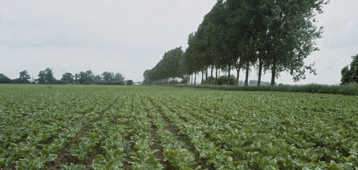 Néonicotinoïdes, une liste des alternatives rapidement disponibles sur betterave - © D.R.