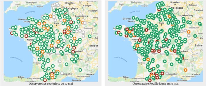 Cartographies septoriose et rouilles, risque élevé pour la fin mai dans le Nord