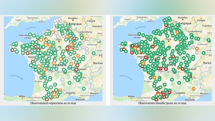 Cartographies septoriose et rouilles, risque élevé pour la fin mai dans le Nord