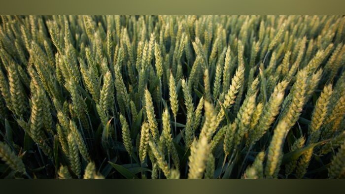 UE : les productions de céréales et oléagineux en baisse en 2024, selon Copa-Cogeca