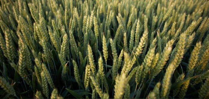 Wiuz s’associe à Agro-Transfert