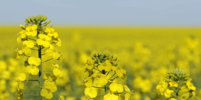 « Nous suspendons les semis de colza Clearfield cette année », Jean-Marc Petat, BASF Agro