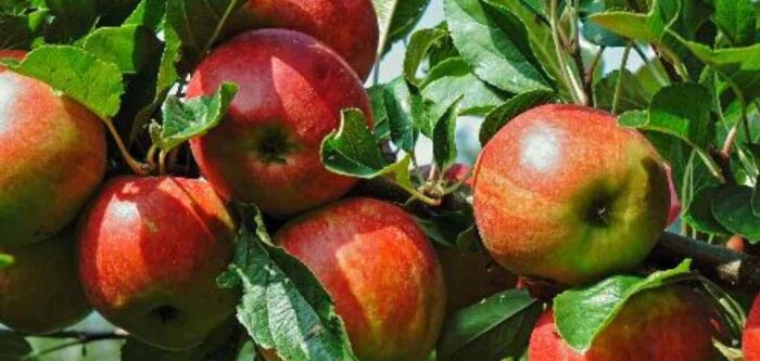 Photo de pommes touchées par l’échaudure solaire - © D.R.