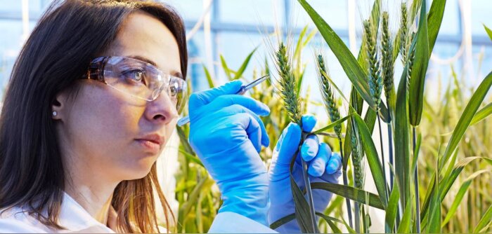 De nouvelles innovations agricoles BASF pour la sécurité alimentaire, le climat et le respect de l’environnement