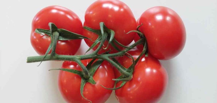 BASF Vegetable Seeds (marque Nunhems®) continue son développement actif high-tech pour les cultures hors-sol