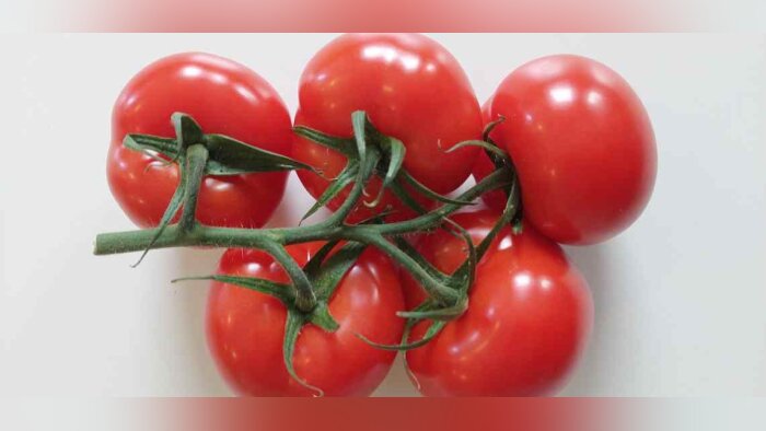 BASF Vegetable Seeds (marque Nunhems®) continue son développement actif high-tech pour les cultures hors-sol