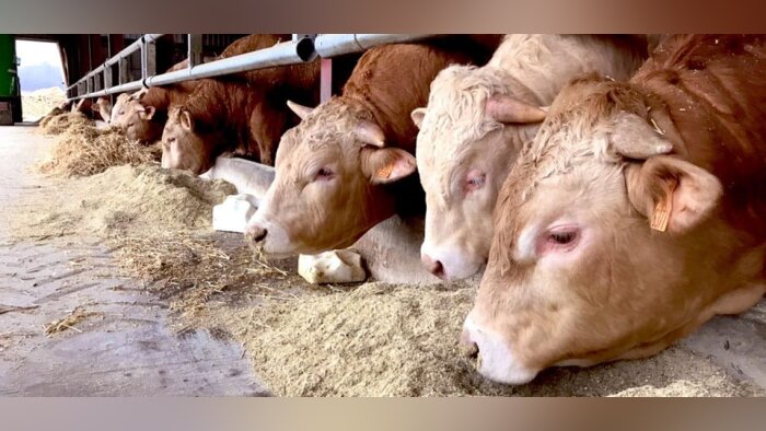Alimentation animale, la filière crée des outils pour suivre les flux de matières premières