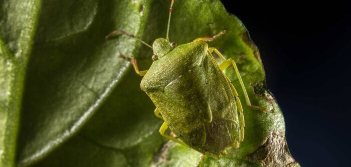 Une nouvelle solution biologique contre la punaise verte sera disponible en 2022