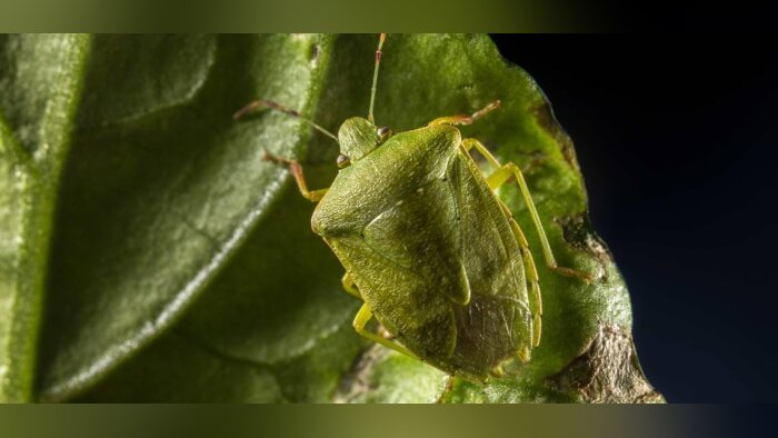Une nouvelle solution biologique contre la punaise verte sera disponible en 2022