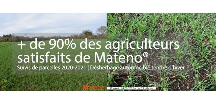 Ray grass et vulpin, quelle solution de désherbage efficace pour baisser l’IFT en blé ?