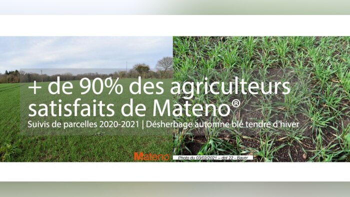 Ray grass et vulpin, quelle solution de désherbage efficace pour baisser l’IFT en blé ?