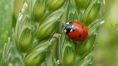 Biocontrôle : retour à la hausse des ventes en 2024