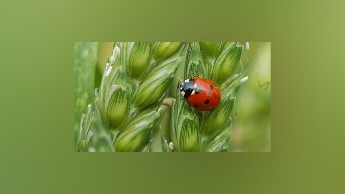 Biocontrôle : retour à la hausse des ventes en 2024
