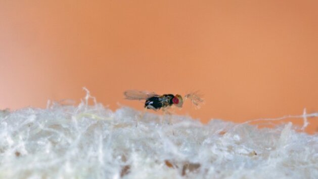 Guêpes trichogrammes : des alliées efficaces contre les ravageurs  - © Tomasz Klejdysz de Getty Images