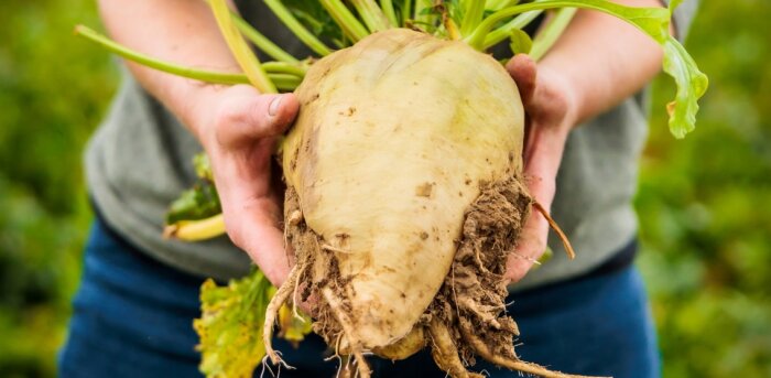 En Belgique, des ingrédients alimentaires issus de l’agriculture régénératrice