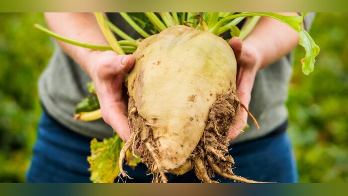 En Belgique, des ingrédients alimentaires issus de l’agriculture régénératrice