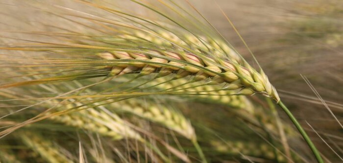 Integral, meilleure élève des orges à 6 rangs à l’Inscription 2021-2022