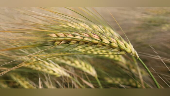 Integral, meilleure élève des orges à 6 rangs à l’Inscription 2021-2022