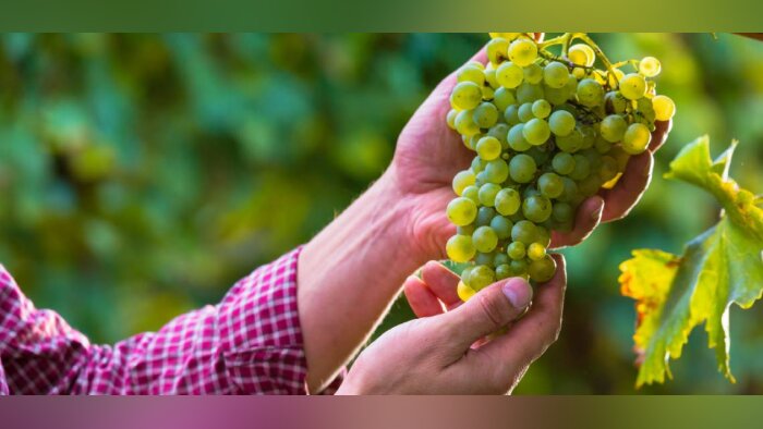 Le biocontrôle des vignobles sous signe de qualité