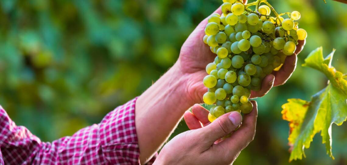 Le biocontrôle des vignobles sous signe de qualité - © D.R.