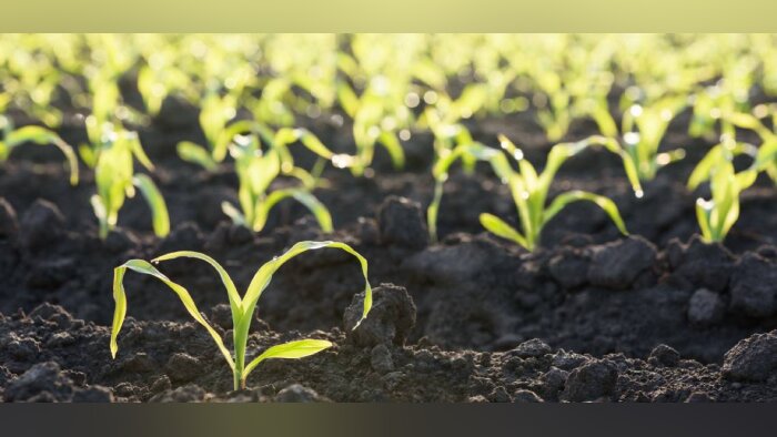 Comment accroître l’efficacité des herbicides en post-levée du maïs ?
