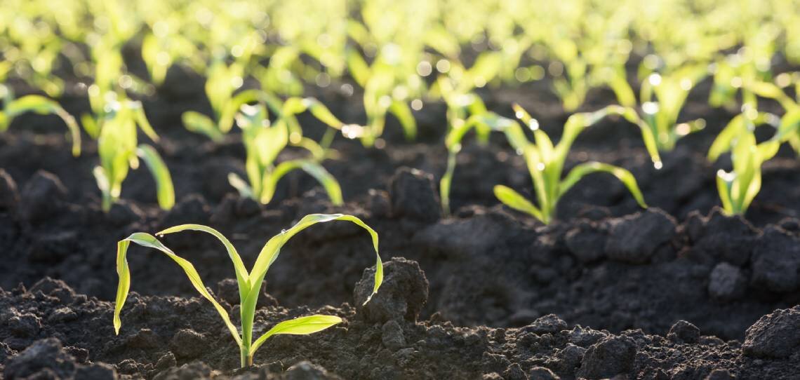 Comment accroître l’efficacité des herbicides en post-levée du maïs ? - © D.R.