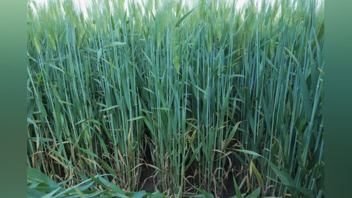 BASF lance une innovation majeure avec le traitement de semences Systiva sur orges d’hiver, pour les prochains semis 2021