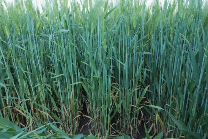 BASF lance une innovation majeure avec le traitement de semences Systiva sur orges d’hiver, pour les prochains semis 2021