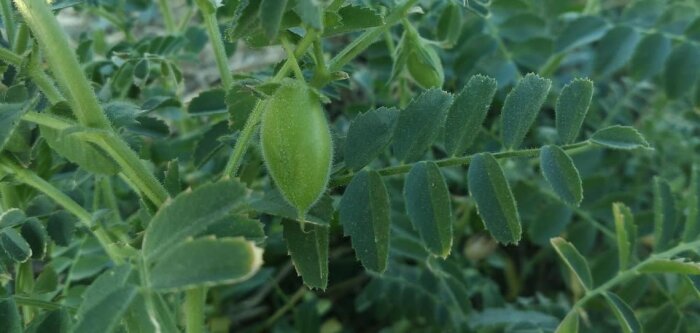 Semences de Provence édite un nouveau guide   « marché et technique » consacré au pois chiche