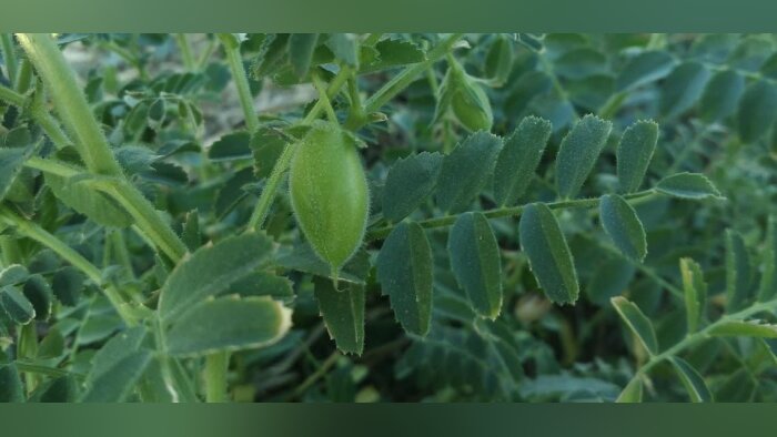 Semences de Provence édite un nouveau guide   « marché et technique » consacré au pois chiche