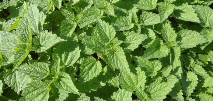 Substances naturelles à usage biostimulant, le cahier des charges est dévoilé