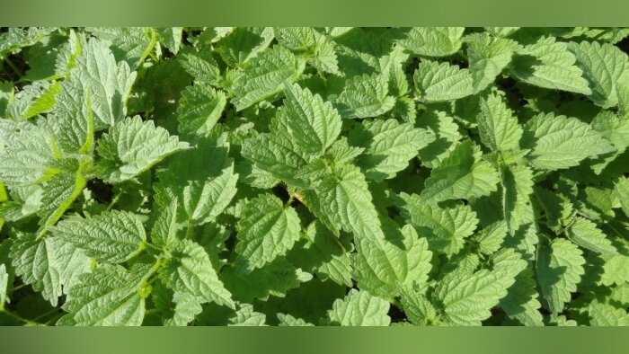 Substances naturelles à usage biostimulant, le cahier des charges est dévoilé