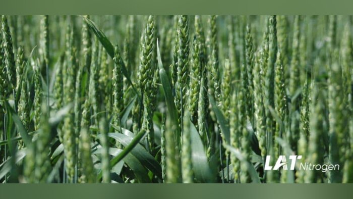 Biostimulants : signature d’un partenariat entre BASF Agricultural Solutions et Acadian Plant Health