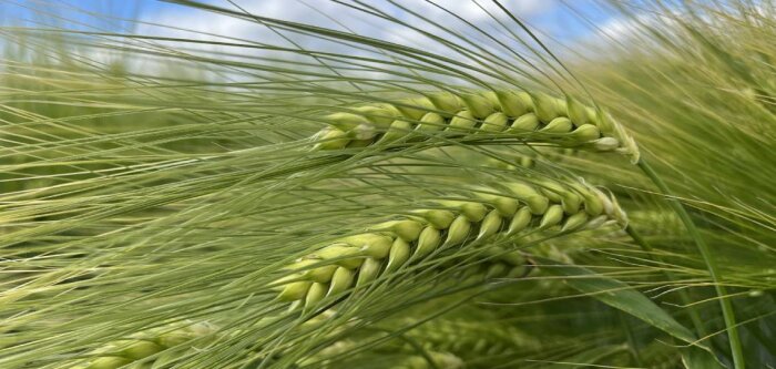 L’escourgeon brassicole Torrentiel admis en « pilote »