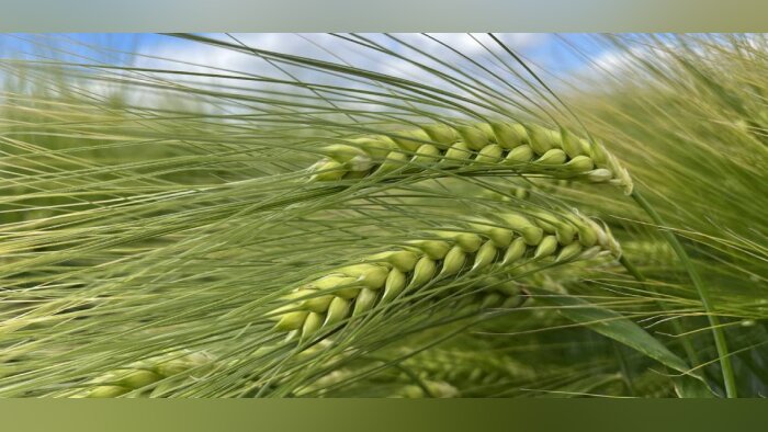 L’escourgeon brassicole Torrentiel admis en « pilote »