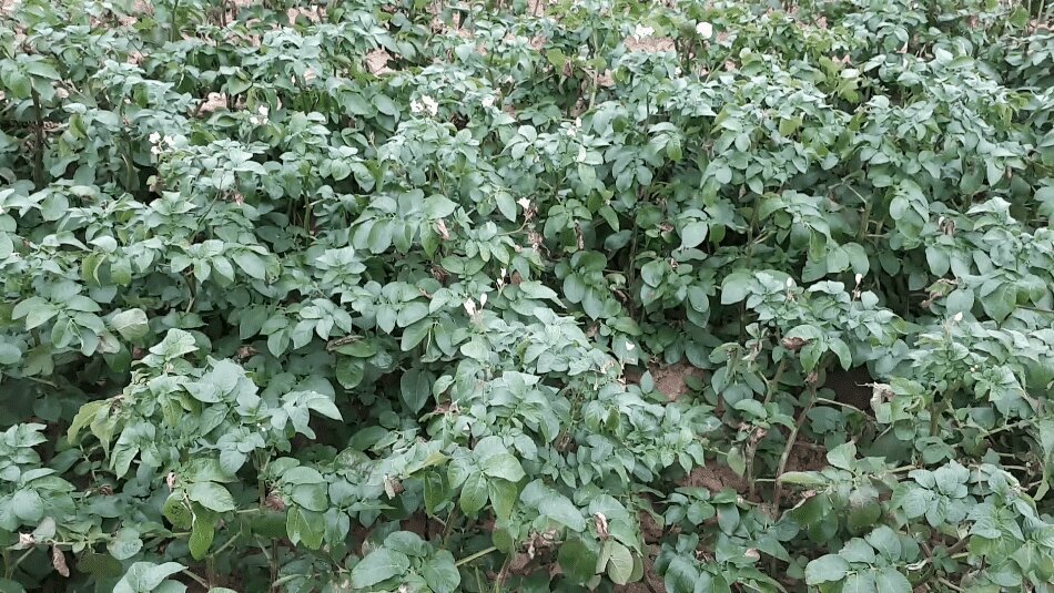 Baisse de l’IFT fongicide en pommes de terre et maintien des rendements grâce aux adjuvants - © D.R.