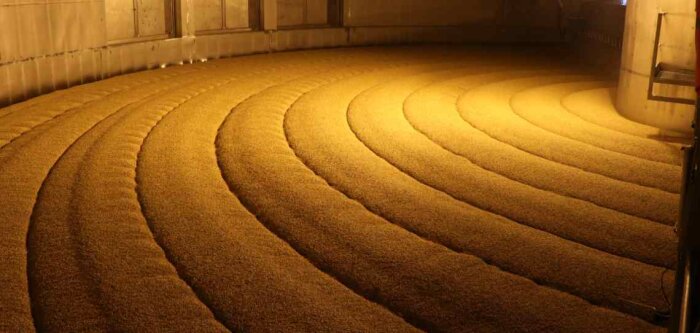 Orge de printemps STING : « You’ll walk in fields of gold ! »