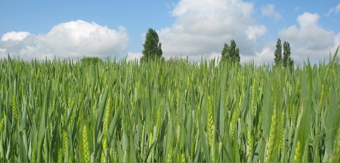 Climat, Harrys compense toutes les émissions de GES de son pain de mie