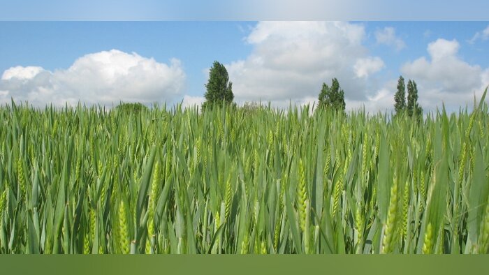 Climat, Harrys compense toutes les émissions de GES de son pain de mie