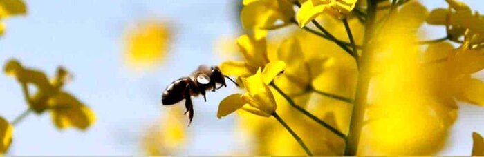 L’Inrae évalue l’exposition des abeilles aux pesticides avec l’IA